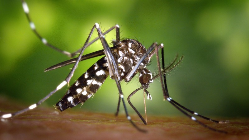 AEDES AEGYPTI DENGUE ZICA