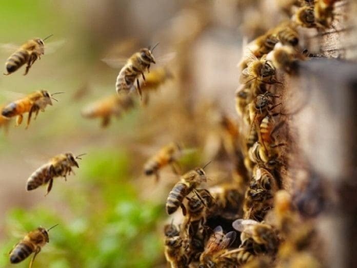 Ataque de abelhas mata cavalo e deixam homens feridos