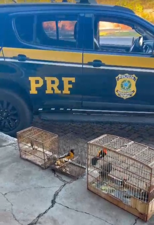 PRF resgata aves silvestres na BR-251, em Padre Carvalho (MG)