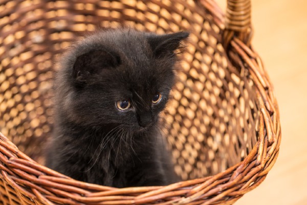 Cemig promove Feira de Adoção de Pets em Montes Claros