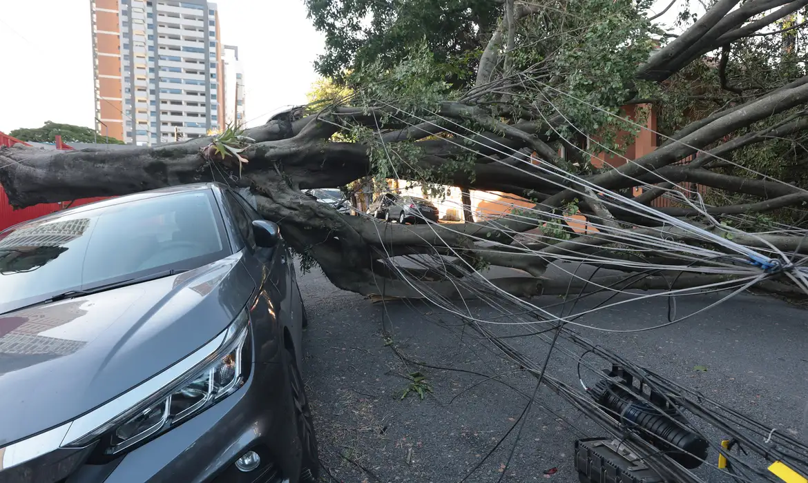 Carro atingido por árvore que caiu durante fortes ventanias
