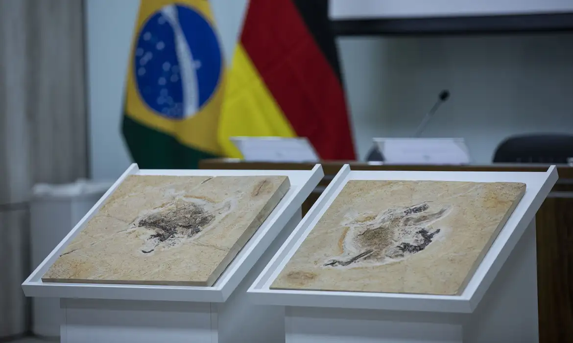 Brasil tenta repatriar patrimônio palenteológico e culturar exportado ilegalmente