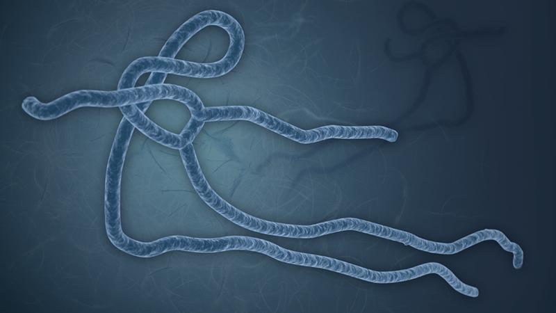Micrografia eletrônica mostrando partículas do vírus Ebola em alta resolução