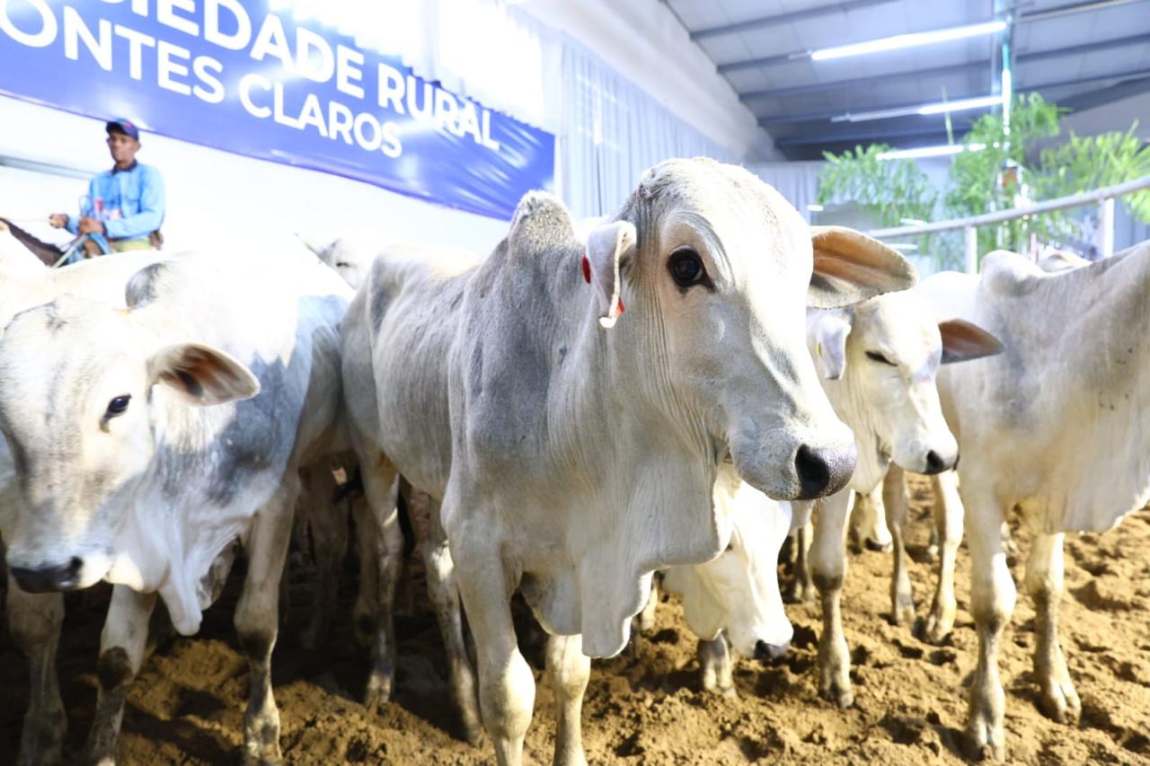 gado neloro em exibição na expomontes 2026