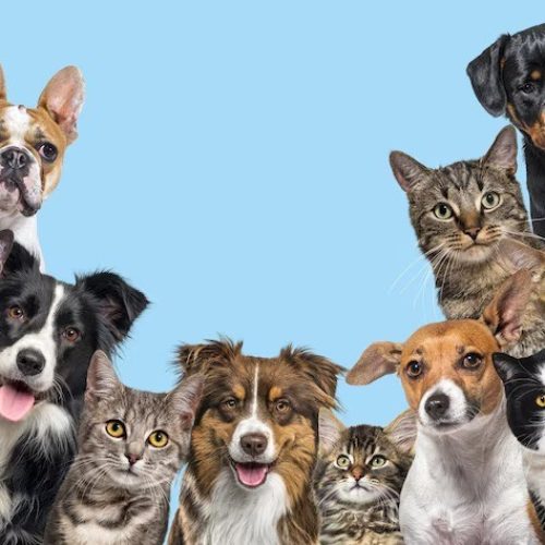 Prefeitura de Montes Claros abre Cadastro para Protetores Independentes de Animais