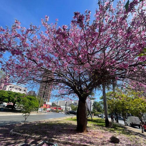 Floração das barrigudas encanta e embeleza Montes Claros