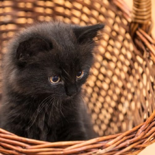 Cemig promove Feira de Adoção de Pets em Montes Claros