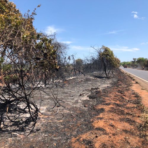 Dia Nacional do Cerrado alerta para prevenção às queimadas em Montes Claros