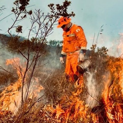 Bombeiros de Minas intensificam treinamento de mais de 300 agentes para combater incêndios florestais