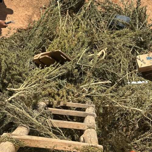 Operação “Verde Ilícito” descobre plantação de maconha em sítio de Rio Pardo; mulher é presa