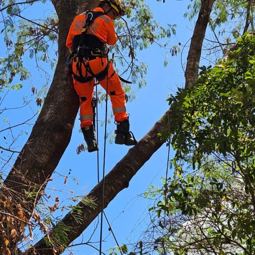 Bombeiros resgatam gato preso em árvore por dois dias em Montes Claros