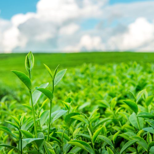 UMA NOVA JORNADA NO AGRO