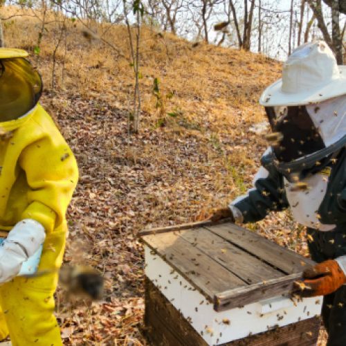 Femap promove Congresso e Seminário de Apicultura em Montes Claros com foco em sustentabilidade