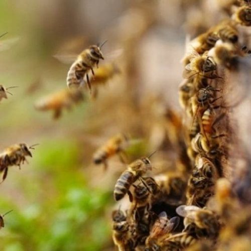 Ataque de abelhas mata cavalo e deixam homens feridos