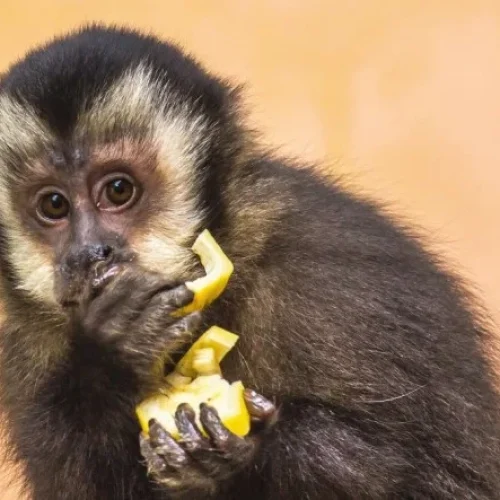 Macaco-prego, trinca-ferros, tico-ticos e sabiás são apreendidos pela Rodoviária Federal