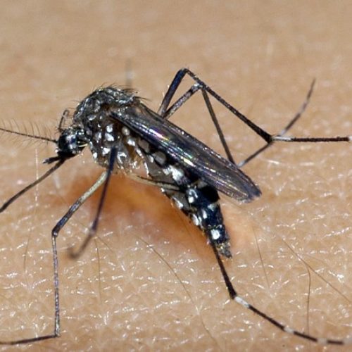 Mosquito Aedes Aegipt, transmissor da Dengue