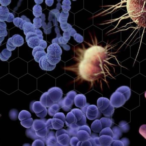Avanço das superbactérias representa ameaça para a população mundial